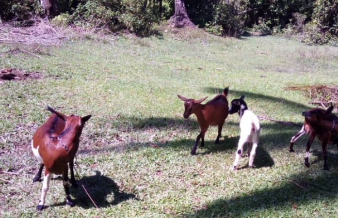 Peternak Kambing di Gampong Ladang sedang dikembangkan