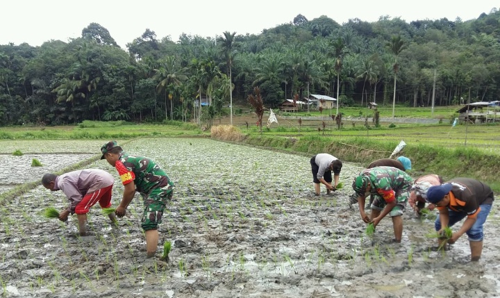 Tanam Perdana, Babinsa Koramil 18/Pargarutan Bersama PPL dan Kapospol Lakukan Tanam Perdana Padi Milik Poktan 