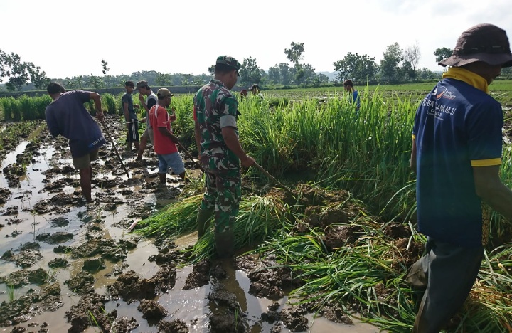 Babinsa Bersama PetaniKompak Basmi Serangan Tikus