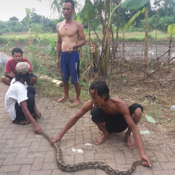 Kejutkan Warga, Seekor Ular Sanca Berukuran 2 Meter Ditemukan Warga di Kampung  Kadu