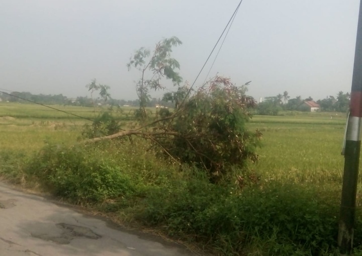 Kabel Terjuntai di Ruas Jalan Penghubung Dua Desa Akibat Pohon Tumbang Hingga Kini Belum Ada Perbaikan