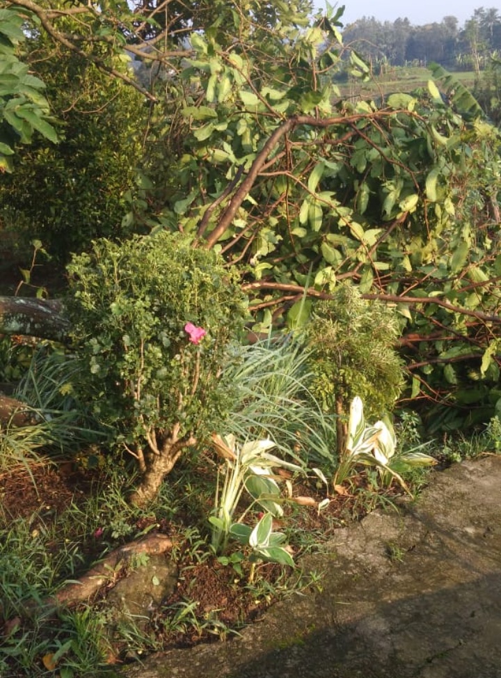 Hujan Lebat Disertai Angin Landa Desa Situ Udik Cibungbulang Bogor