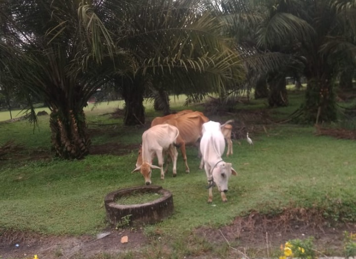 Diduga Terima Upeti Dari Bos Sapi, Areal Sawit Kebun Mayang PTPN lV Bagai Lokasi penggembalaan