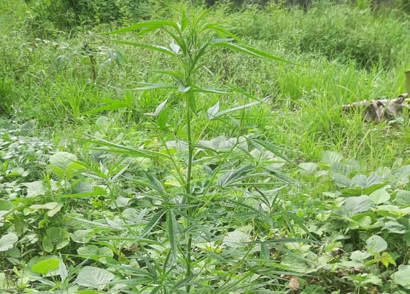 Pemilik Lahan Ganja di Medan Berhasil diringkus !